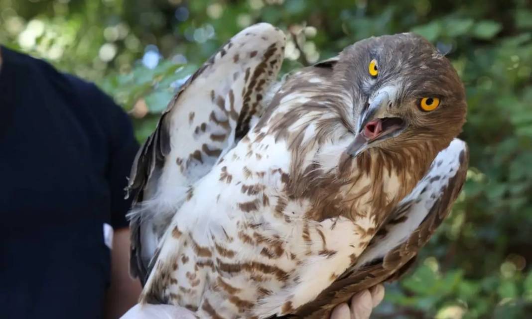 Antalya’da Nesli Tehlikedeki Yaralı Yılan Kartalı Doğaya Uğurlandı! 4